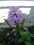 DSC02572.JPG