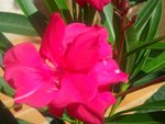 Fleur de laurier-rose - rouge et parfumée