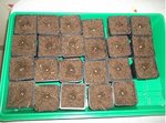 semis de tomate