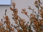 Voici les feuilles au sommet (mais ils reste nt quelques feuilles encore assez vertes au coeur de l'arbuste)