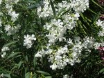 Laurier-rose blanc