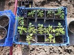 les 1er de semis de tomates.JPG