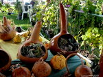 Jardinières!