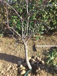 Plantation le 12/03/12