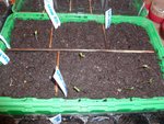 Mes semis qui avance plutôt très bien, 6 œillets sur 10 sont sortie, 2 graines de tomates rose de berne sont sortie sur 2, et les andine cornue 2 sur 3 sont sorties.