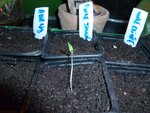 Pied de tomate poire jaune qui est sortie que 1 graine sur 3 , petit coeur de boeuf les 3 graines sont sorties et 1 graine noire de crimée sort :?