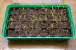 Tomate Apré 1 semaine