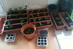 potager.jpg