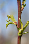 DSC01409-mini.jpg