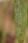 orchidée 1