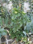 La plante &quot;majeure&quot;