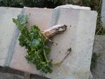 Plante &quot;jeune&quot; avec une partie des racines