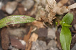 orchidée 2