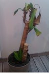 dracena.JPG
