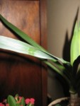 zoom sur une feuille