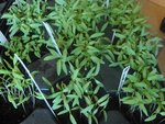 les tomates à repiquer.jpg