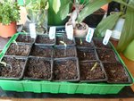 et pour commencer les tomates ( toutes les variétés sont sorties les 3 graines sauf la variété ananas
