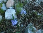 chionodoxa.jpg