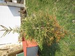 IMG_0881.JPG