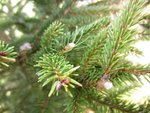 IMG_0882.JPG