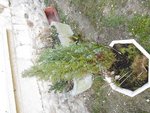 IMG_0879.JPG