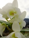 blanc immaculé!!!