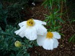 DSC00436.JPG