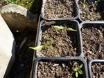 Les premières vraies feuilles de tomates encore toutes petites!