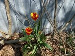 Des tulipes perroquets que je trouve superbes!