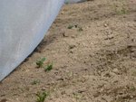 Les pommes de terre qui commencent à sortir sous les tunnels!