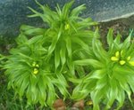 IMAG0218-1.jpg