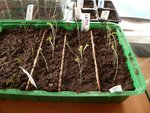 Ont peux voir que entre les deux variétés de tomates il y a des laitues à couper qui filent beaucoup trop j'aimerais des conseils pour y remédier