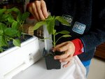 poivron bage 2012.JPG