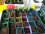 tomate bage 2012.JPG