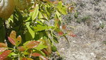 Premiers fruit ,arbre 5 ans!<br />tres bon!