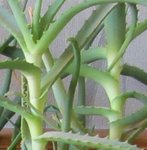 Copie de Aloes 1.jpg