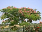 001-albizia-julibrissin.jpg