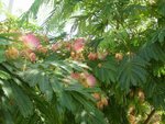 002-albizia-julibrissin.jpg