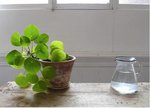 plante.JPG