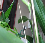 orchidee 6 005.JPG