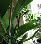 orchidee 6 006.JPG