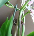 orchidee 6 007.JPG