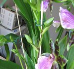 orchidee 6 008.JPG