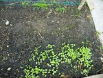 radis-car-poirea.JPG