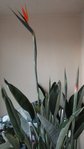 la première fleur de strelitzia  20/03/2012