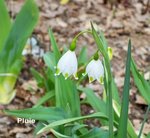 Copie de fleurs mars 004.JPG