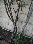IMG_9848.JPG