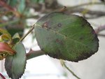 IMG_9854.JPG