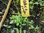 Plantules celeri.jpg