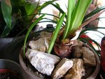 IMG_1963 (Copier) (Copier).JPG